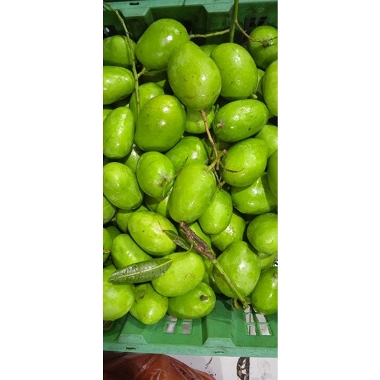 Jual PROMO AMBYAR mangga jamson /mangga belah biji / mangga muda ...