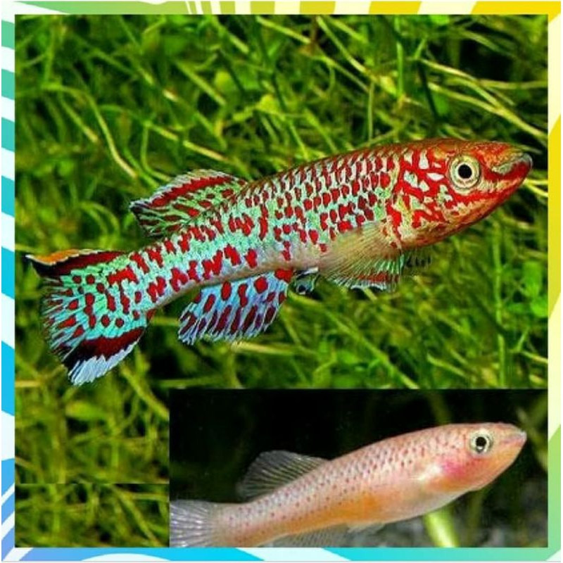 Jual KilliFish Guentheri Gardneri guenteri- hiasan aquascape aquarium ...