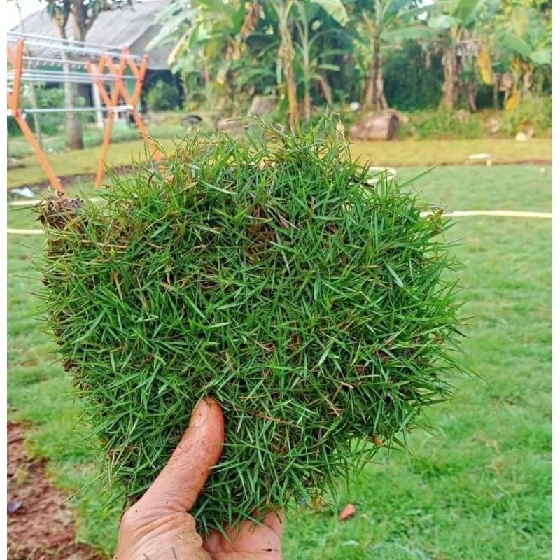 Jual Rumput Jepang/Peking Ukuran 1 Lempeng ( 10 × 10 cm ) Cocok Untuk ...