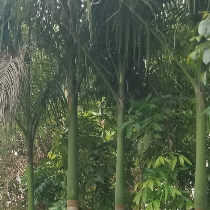Jual pohon palem raja tinggi 3 4 meter | Shopee Indonesia