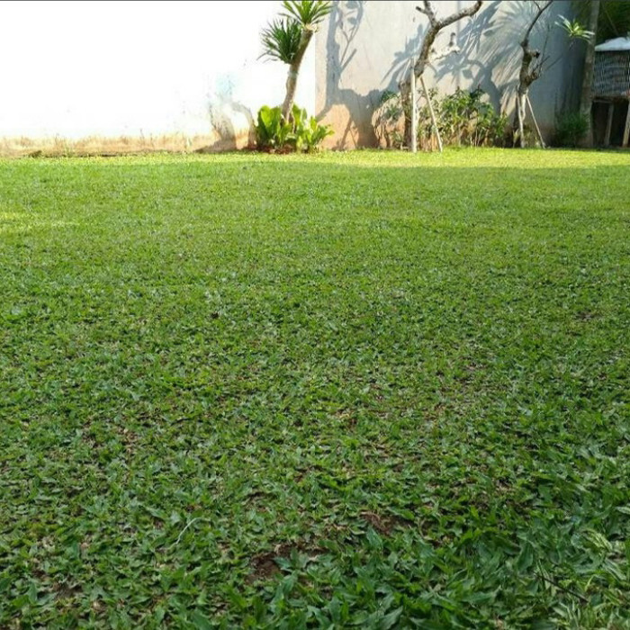 Jual rumput gajah mini 100x100 | Shopee Indonesia