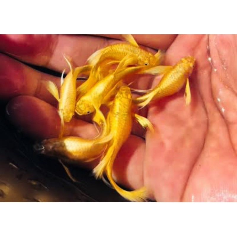 Jual HIASAN AQUARIUM SUPER VVIP SEPASANG RIBBON FULL GOLD LONG EARS ...