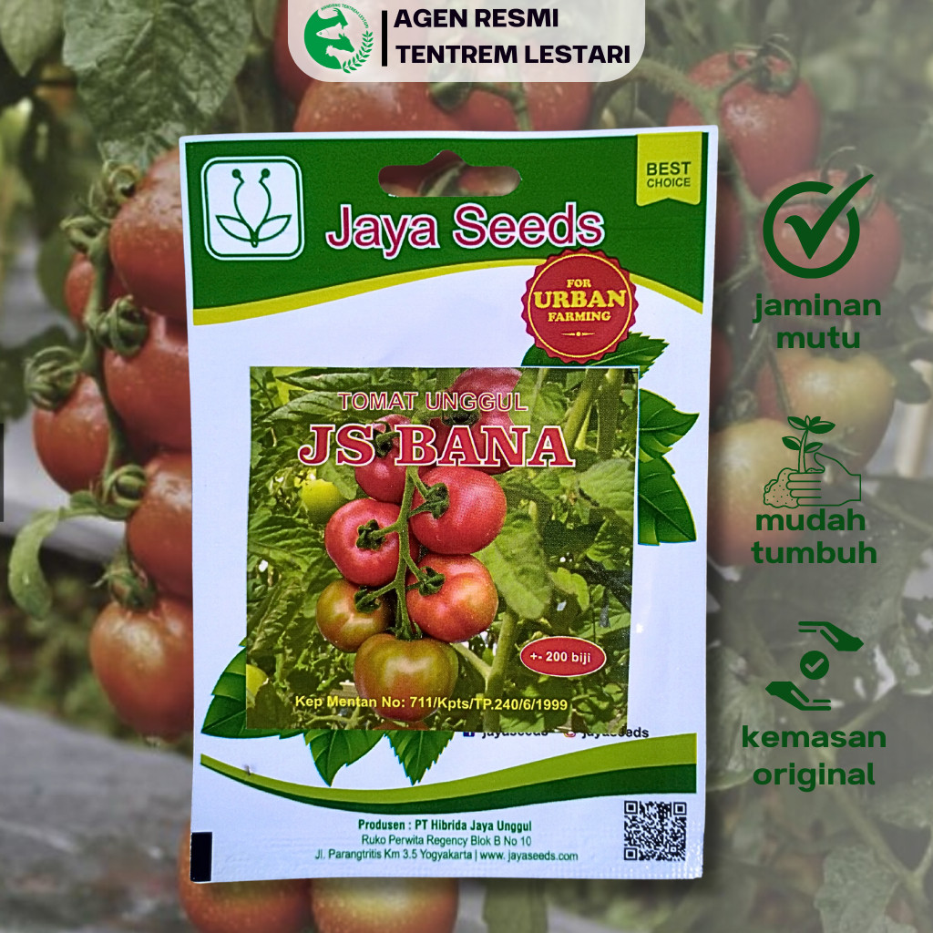 Jual Benih Unggul Tomat JS BANA 200 Biji Cap JAYA SEEDS Lebat & Ungul # ...