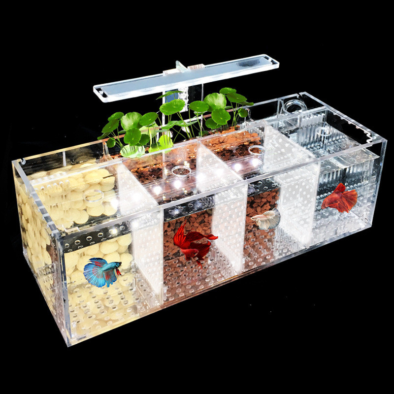 Jual Acrylic Isolation Fish Tank with Multiple Compartments Stacked and ...