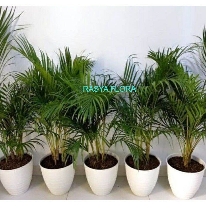 PROMO pohon palm kuning rumpun tanaman hias palem kuning rumpun RASYA FLORA