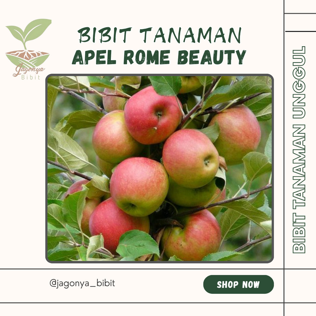 Jual Bibit Apel Rome Beauty Malang Cangkok dan Stek | Shopee Indonesia