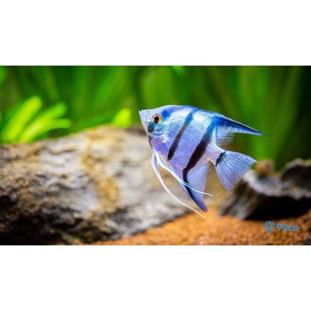 Jual IKAN HIAS AQUARIUM IKAN MANFISH AQUASCAPE ANGELFISH | Shopee Indonesia