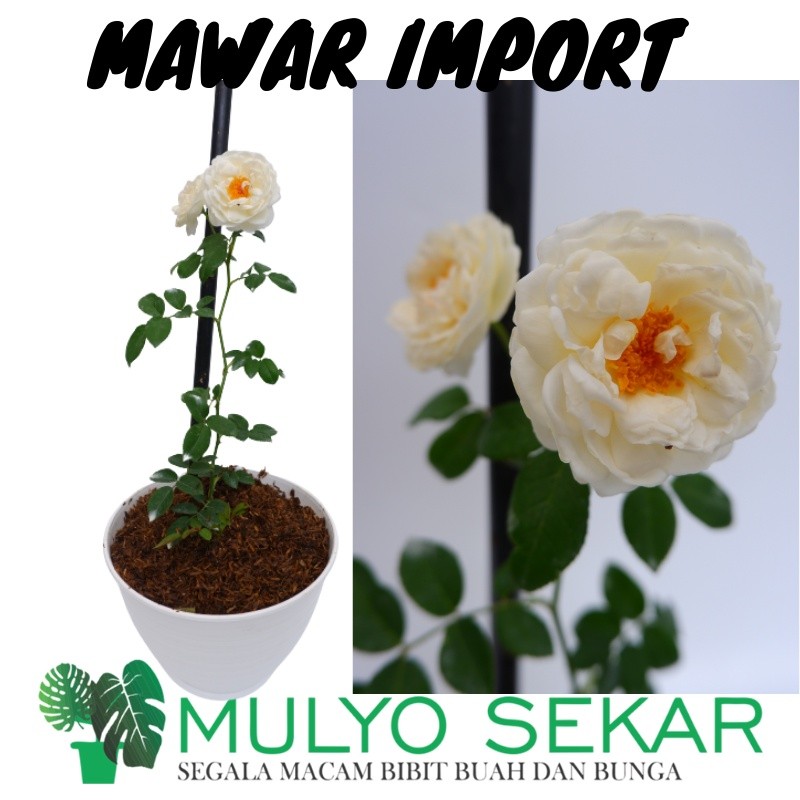 Jual Bunga MAWAR SUPER WANGI BERBUNGA CLAIRE AUSTIN -Tanaman Mawar ...