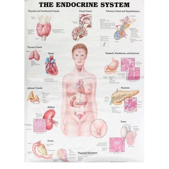Jual POSTER SISTEM ENDOKRIN THE ENDOCRINE SYSTEM - A3 + Artpaper ...