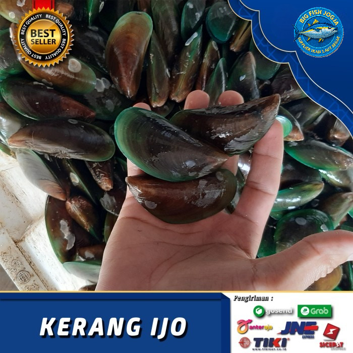 Jual KERANG IJO SEGAR 500GRAM / Kerang Seafood Segar / Kerang Hijau ...