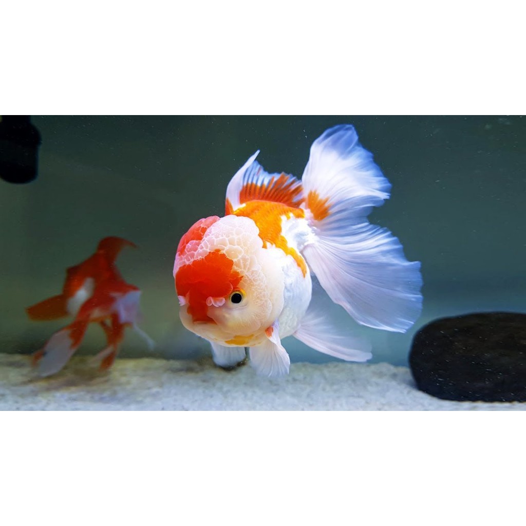 Jual IKAN KOKI ORANDA KOKI MIX PREMIUM GRADE A | Shopee Indonesia
