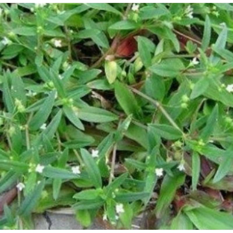 Jual Rumput mutiara segar Anti kangker, untuk herbal (per 100,Gram ...