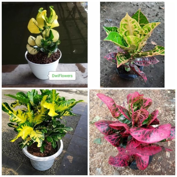 Jual PAKET 4 Tanaman Puring Apel, Puring Kura, Puring Susu, Puring ...