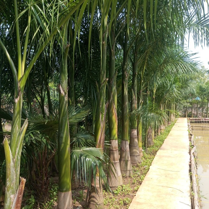 Jual Pohon Palem Raja // Jual Tanaman Pelindung & Tanaman Hias | Shopee ...