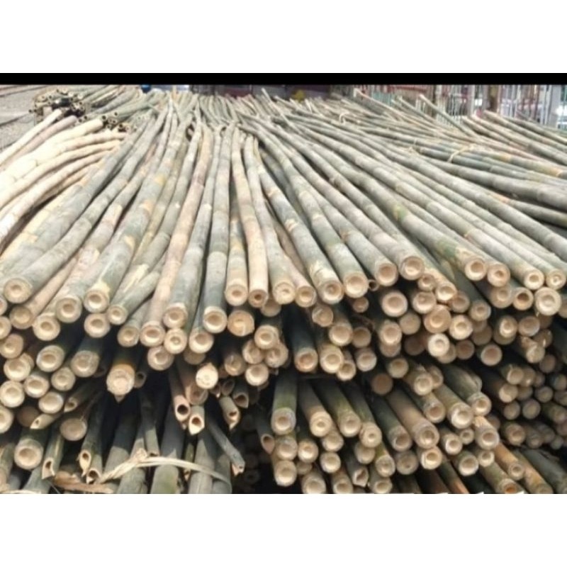 Jual BAMBU SPANDUK/UMBUL 
