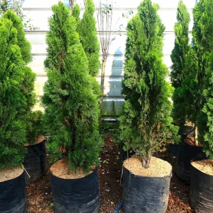 Jual Tanaman Cemara Kipas 1 Meter - Cemara Kipas Besar & Tinggi ...