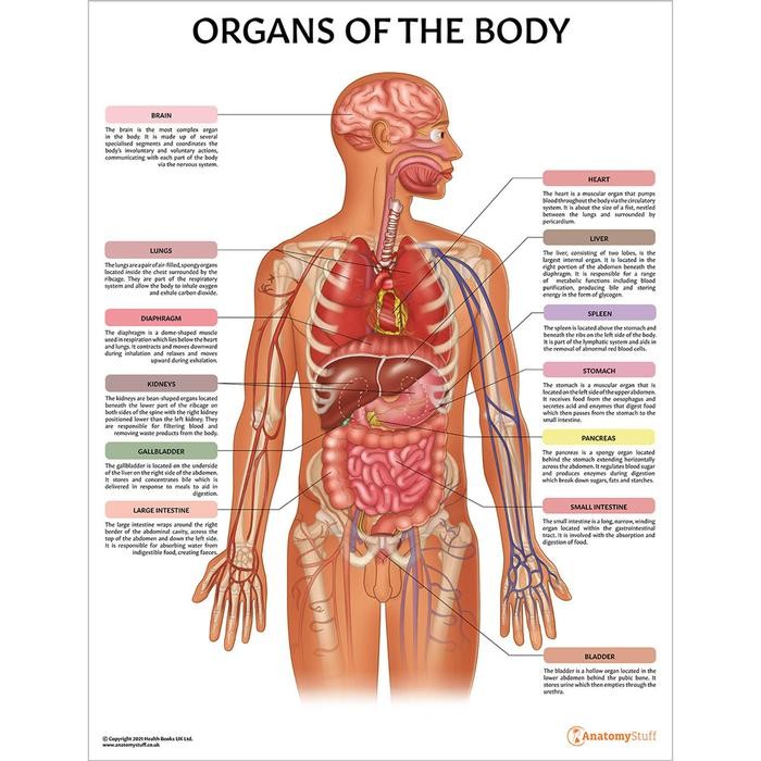 Jual POSTER ANATOMI TUBUH - ORGANS OF THE BODY - A3 + Artpaper | Shopee ...
