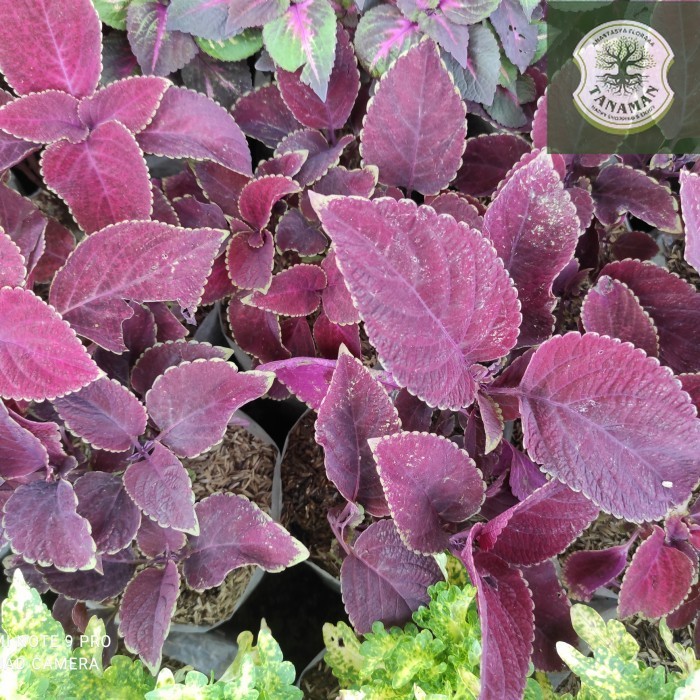 Jual Miana Tanaman Hias Bunga Langka Pohon Coleus Merah Daun Miana ...
