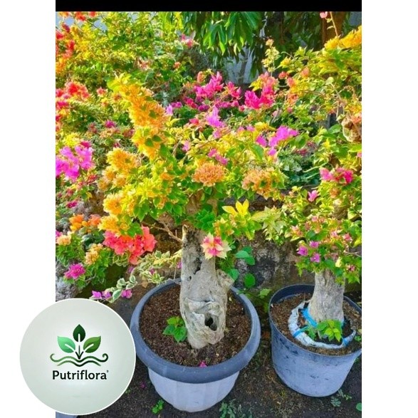 ( PROMO ) tanaman bibit bonsai bunga Bougenville SGP Singapur Banyak Warna Banyak Pilihan Dan Varian