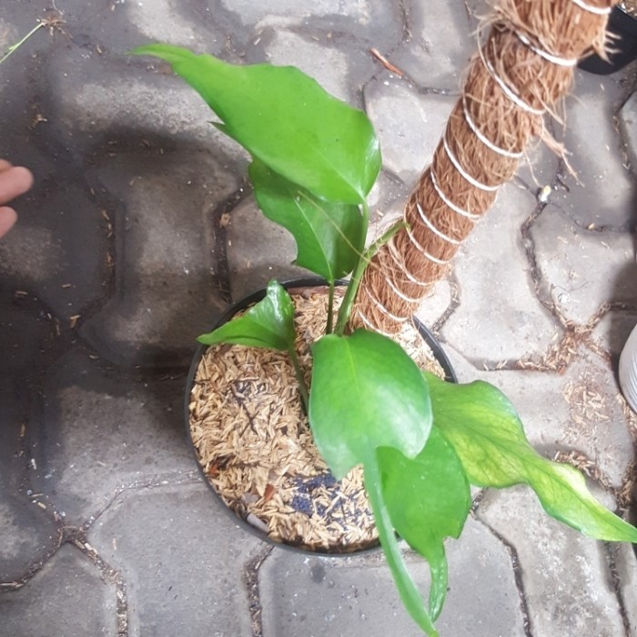 Jual philodendron skeleton key | Shopee Indonesia