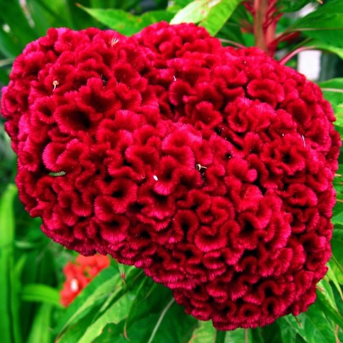 Jual Tanaman Hias Jengger Ayam Cockscomb Celocia Cristata Jengger Ayam ...