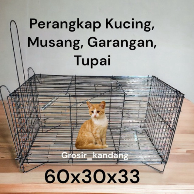 Jual Beli Hewan Peliharaan Musang