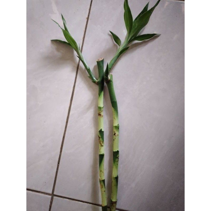 Jual Cod BBU HOKI BATANG BERTUNAS DAN BERAKAR . | Shopee Indonesia