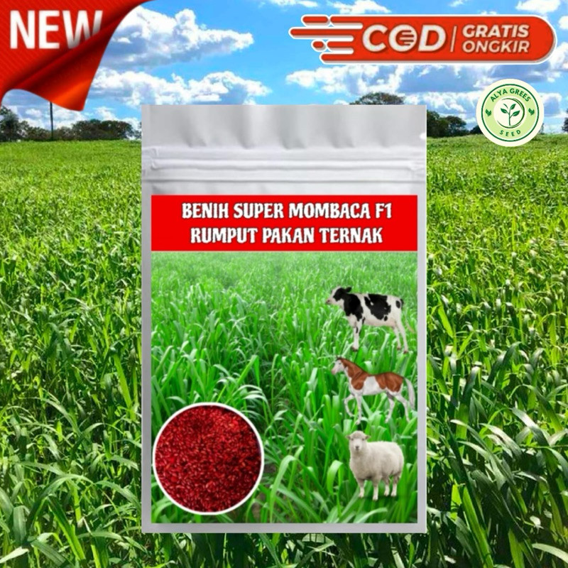 Jual Benih Rumput mombaca super F1 2000biji/ bibit pakan ternak kambing ...