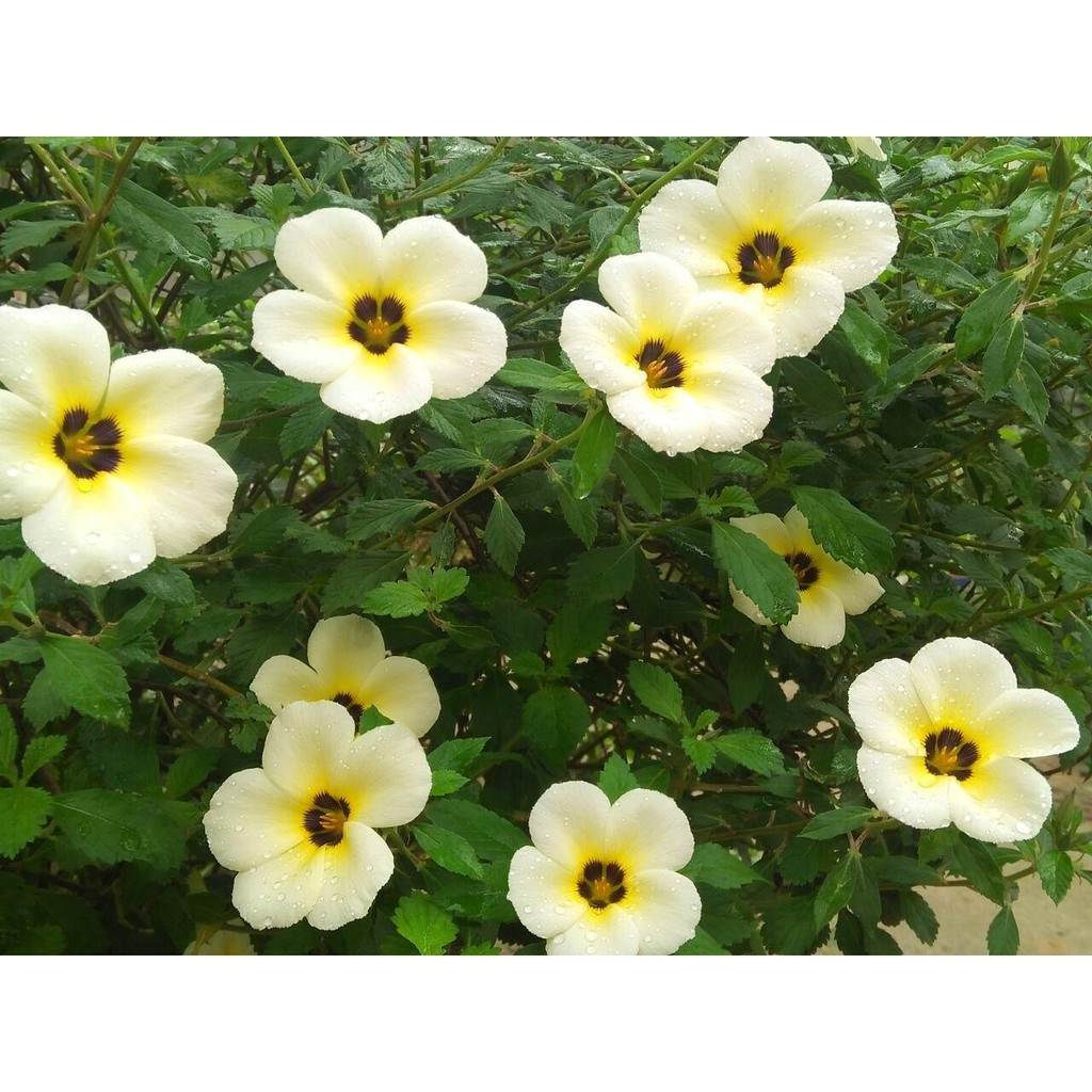 Jual Bibit Tanaman Bunga White Buttercup - Pukul Delapan (Turnera ...