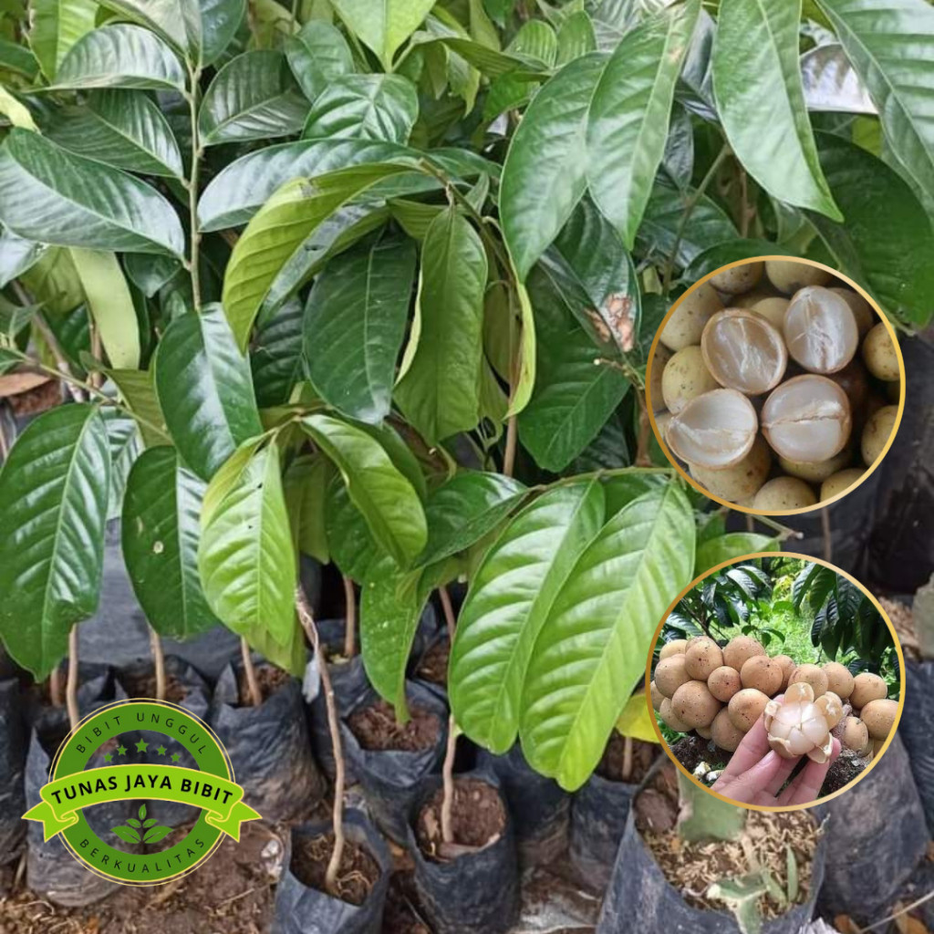 Jual Bibit Tanaman Buah Duku Tanpa Biji Okulasi Super Genjah Unggul ...