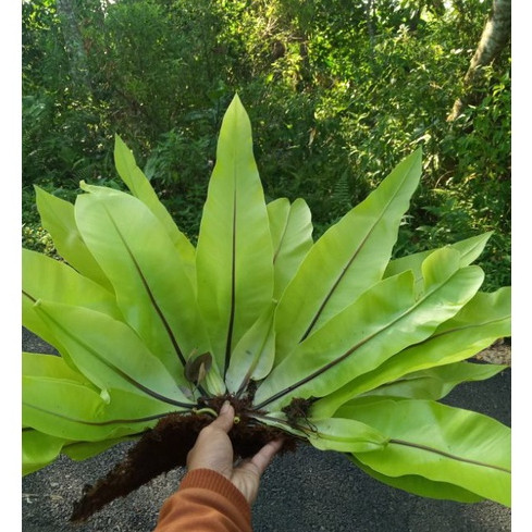 Jual Kadaka hutan tanaman hias kadaka pohon murah kadaka mini | Shopee ...