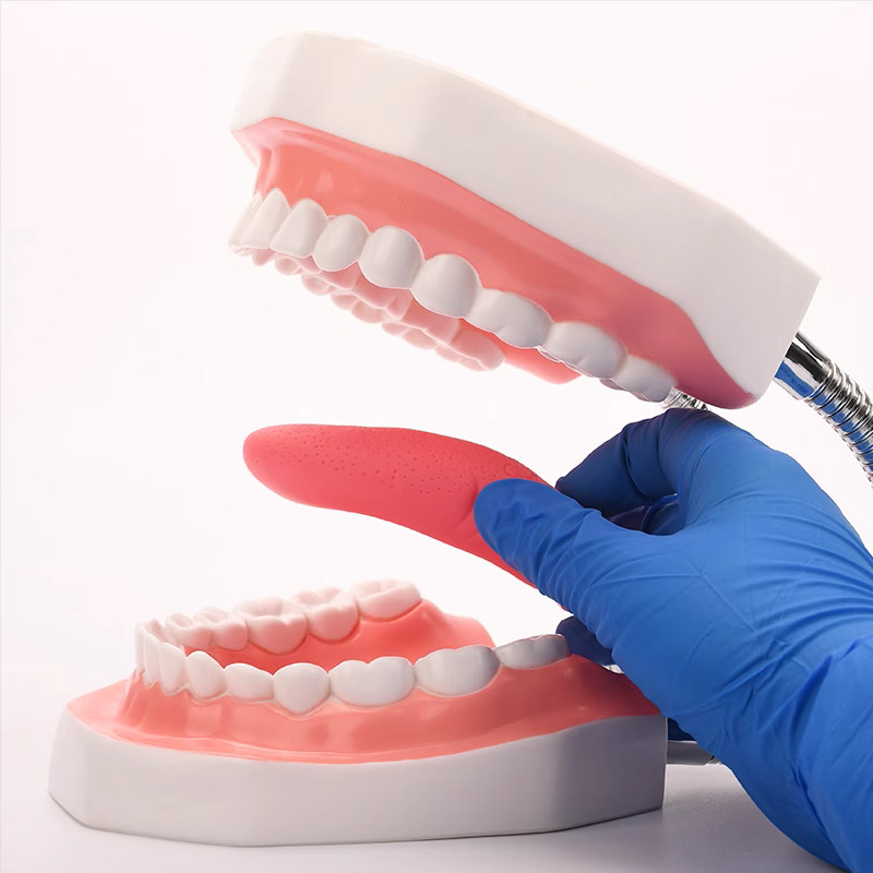Jual Dental Teaching Model 6X PVC Material Large (32 Teeth) with Tongue ...