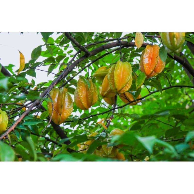 Jual Tabulampot Bibit Tanam Belimbing Dewi Panen Rasa Istimewa di ...