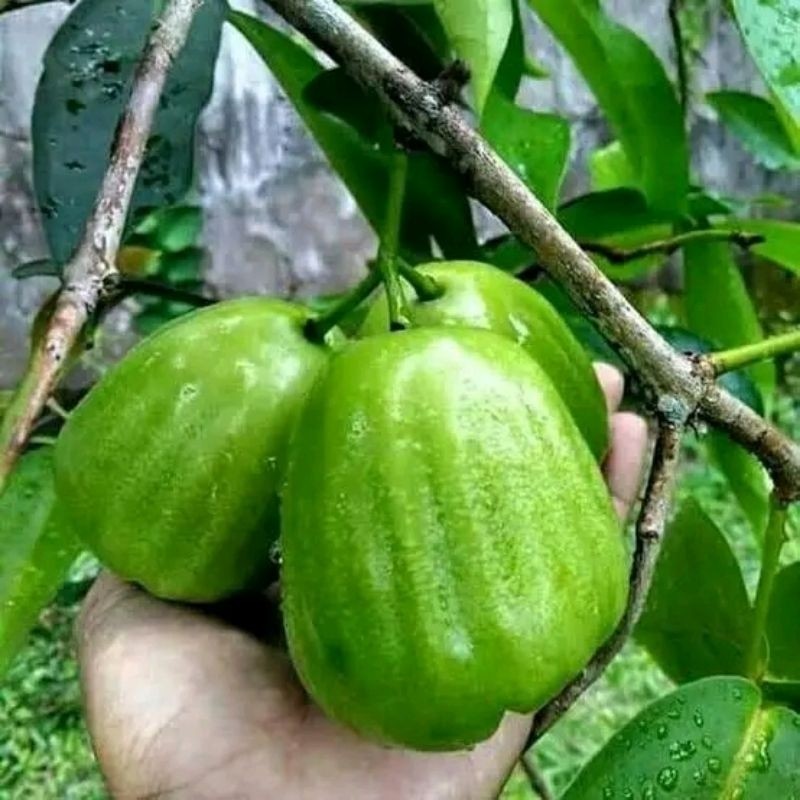 Jual bibit JAMBU AIR KIOJOK Valid batang besar siap berbuah | Shopee ...