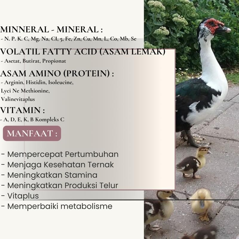 Jual Vitamin ENTOG / ENTOK , Mempercepat Pertumbuhan, Tumbuh Cepat ...