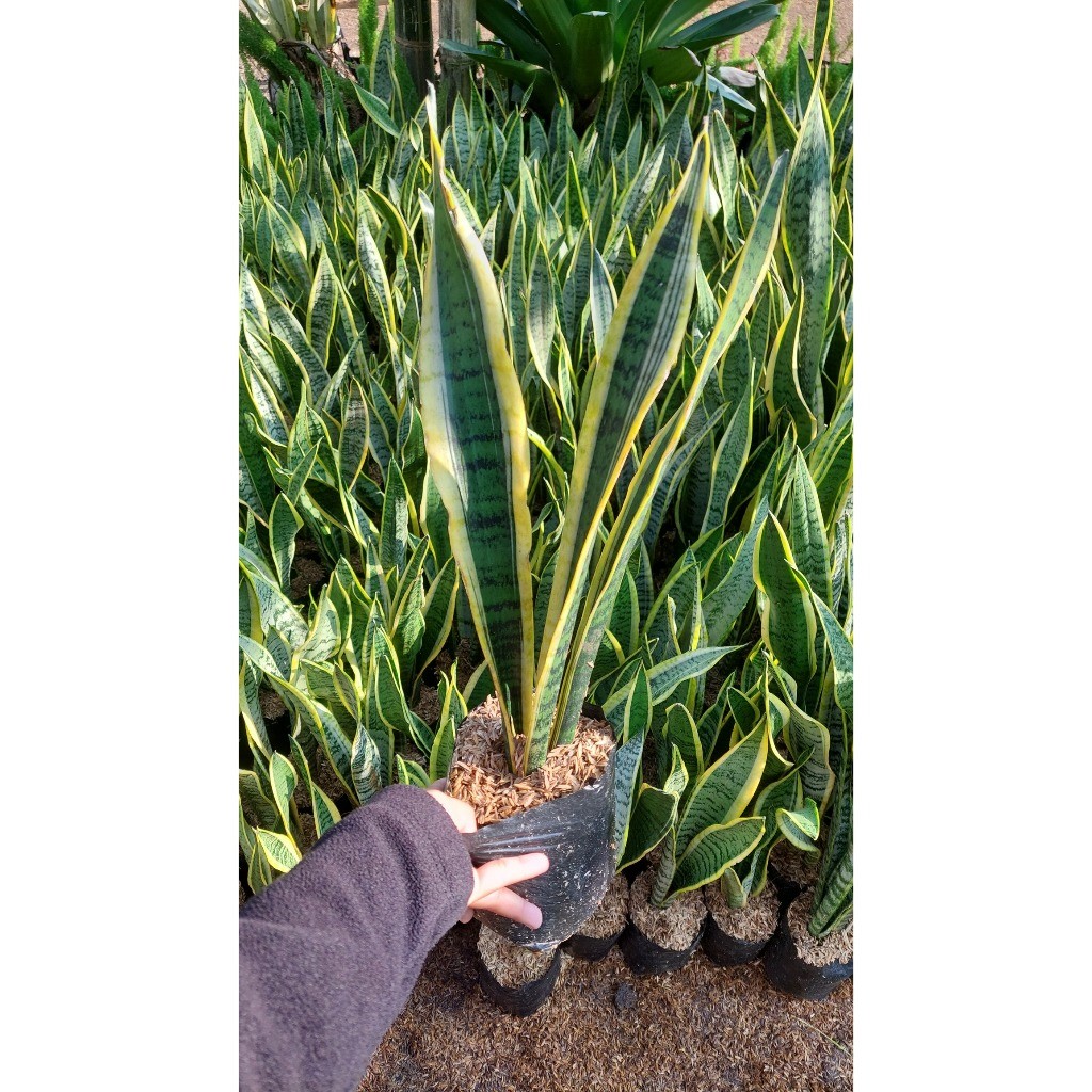 Jual TANAMAN HIAS SANSEVIERIA TRIFASCIATA/ LIDAH MERTUA ready | Shopee ...