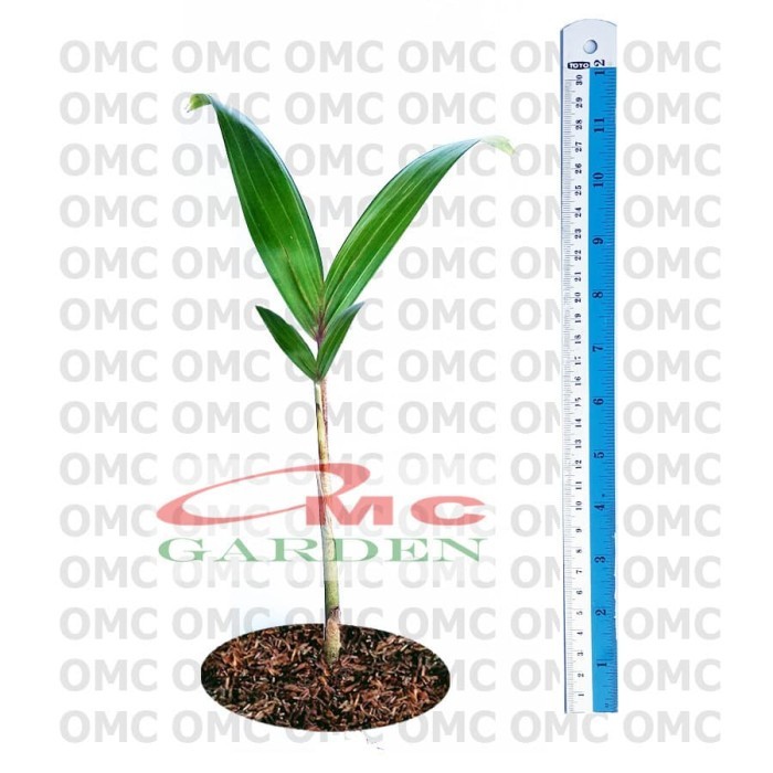 Jual COD Part Baru Tanaman Hias Palm Palem Raja Roystonea Regia Bibit ...