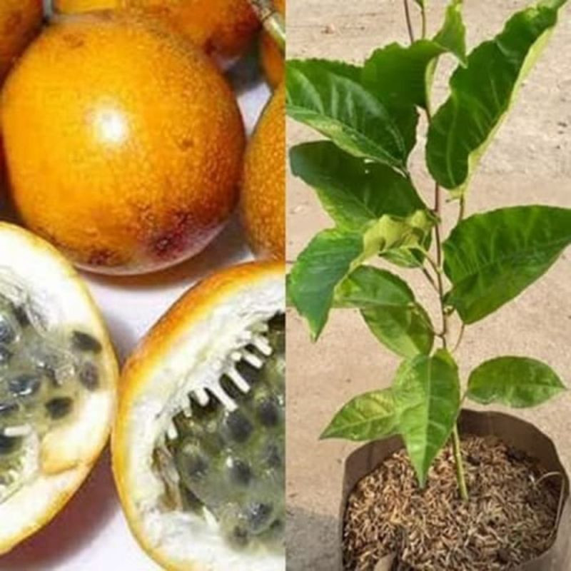 Bibit Buah Markisa Manis | Super Jumbo | Berbuah ,