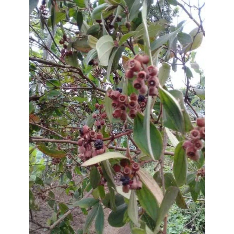 Jual Promo jual buah harendong gunung sengani bulu (RAS) | Shopee Indonesia