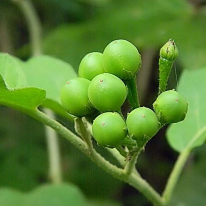 Jual Gelaskosong11 Tekokak Rimbang 100 gr | Shopee Indonesia