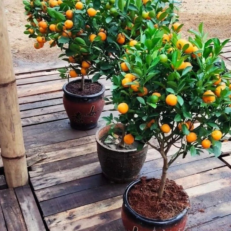 Tanaman Bibit Jeruk SANTANG MADU Asli Tanaman Buah Hasil Okulasi Super  Bisa Untuk Tabulampot