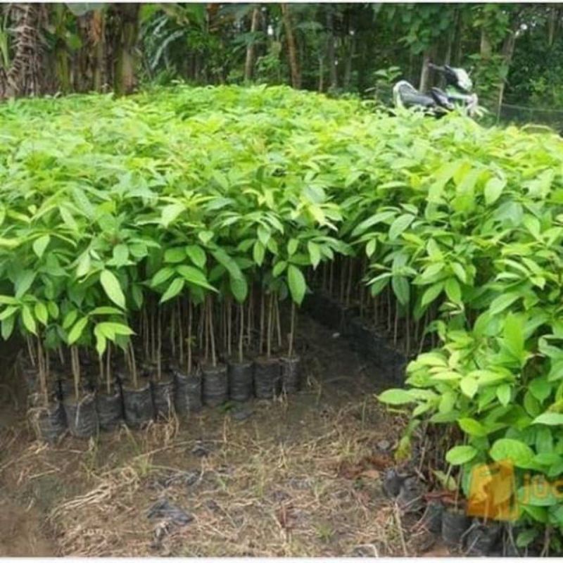 Jual Paket 100 Bibit Mahoni Pohon Kayu Mahoni Benih Mahoni Kualitas ...