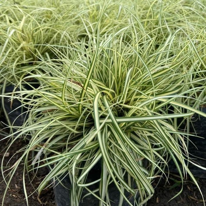 Jual Tanaman Rumput Kuning Jepang / Evergold Japanese Sedge / Bulu Ayam ...