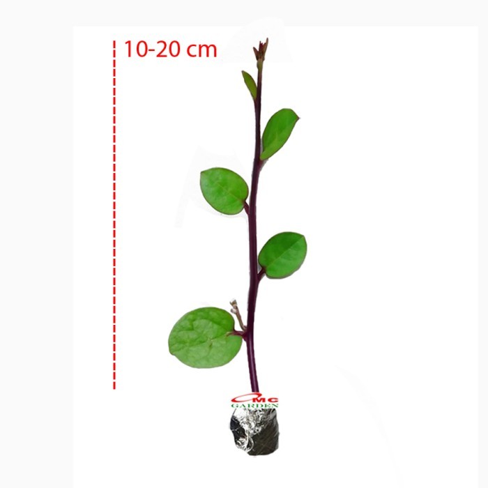 Jual Bibit Benih Binahong Merah Hijau Tanaman Obat Daun Piahong Herbal ...