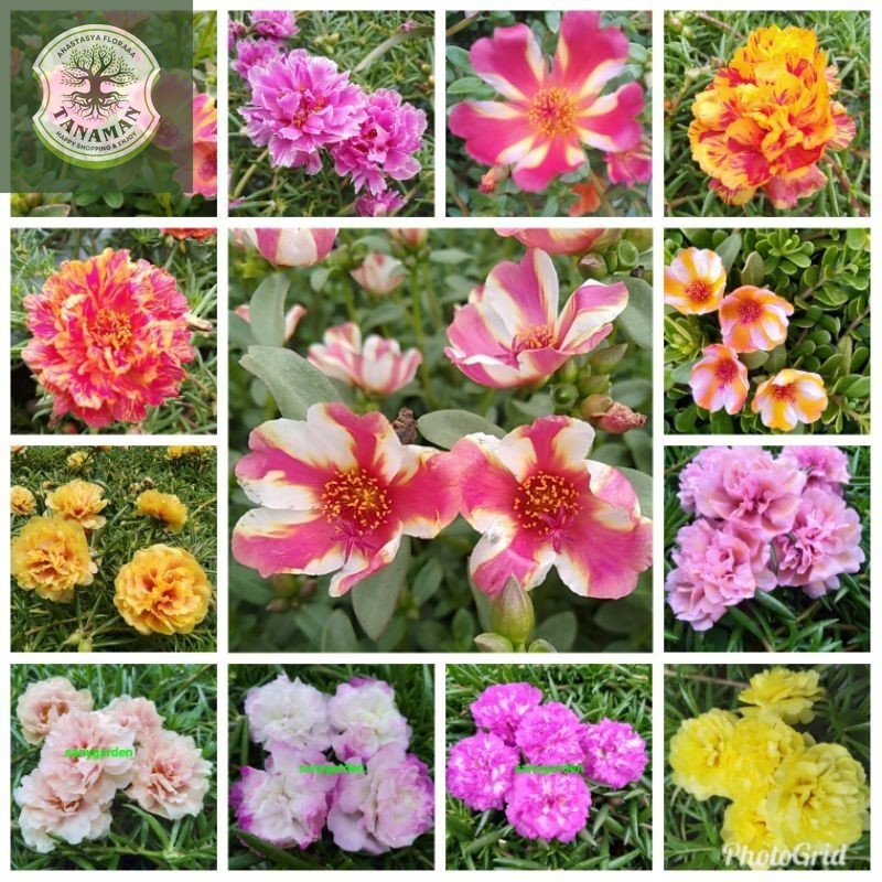 Jual Bunga Krokot 1 Paket isi 10 warna ( 1 warna isi 5 stek batang ...