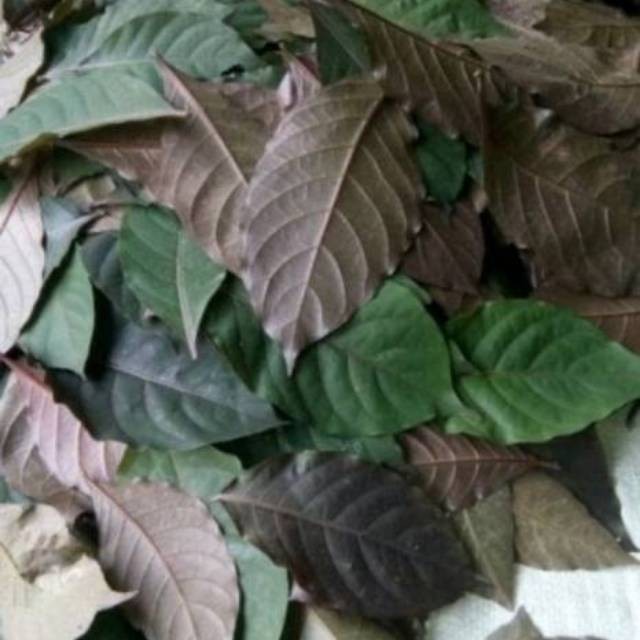Jual DAUN UNGU / HANDEULEUM OBAT WASIR 250gram | Shopee Indonesia
