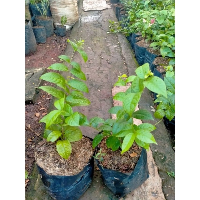 Jual Tanaman Rambat Melati Belanda | Shopee Indonesia