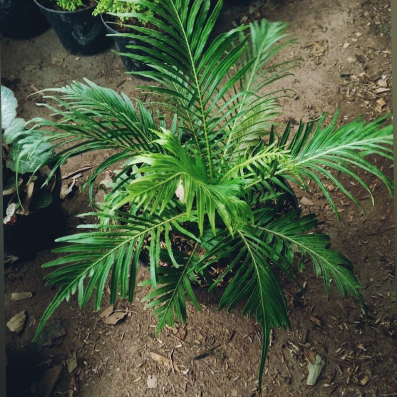 Jual Tanaman Hias PAKIS BLECHNUM GIBBUM - Tanaman Hias Hidup Pakis ...