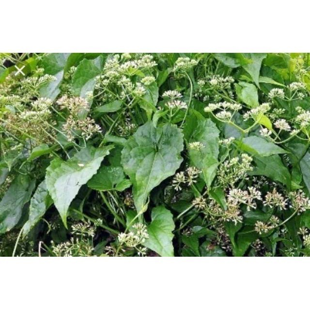 Jual Daun sembung rambat /mikania micrantha | Shopee Indonesia