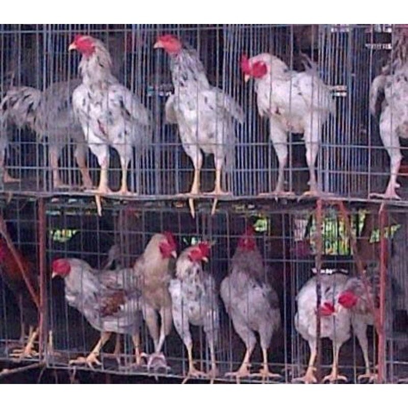 Jual Ayam Sentul Terlengkap & Harga Terbaru Juli 2026 | Shopee Indonesia